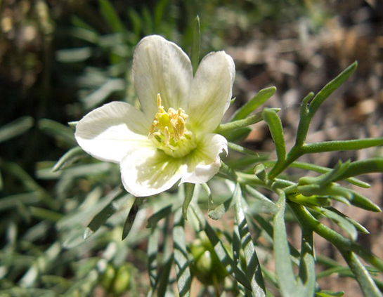 Üzerlik Otu Kullanımı ve Faydaları Nelerdir?
